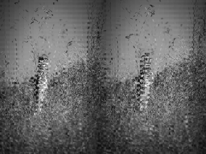 Prairie Owl Migration Surprises Birdwatchers Near Winnipeg